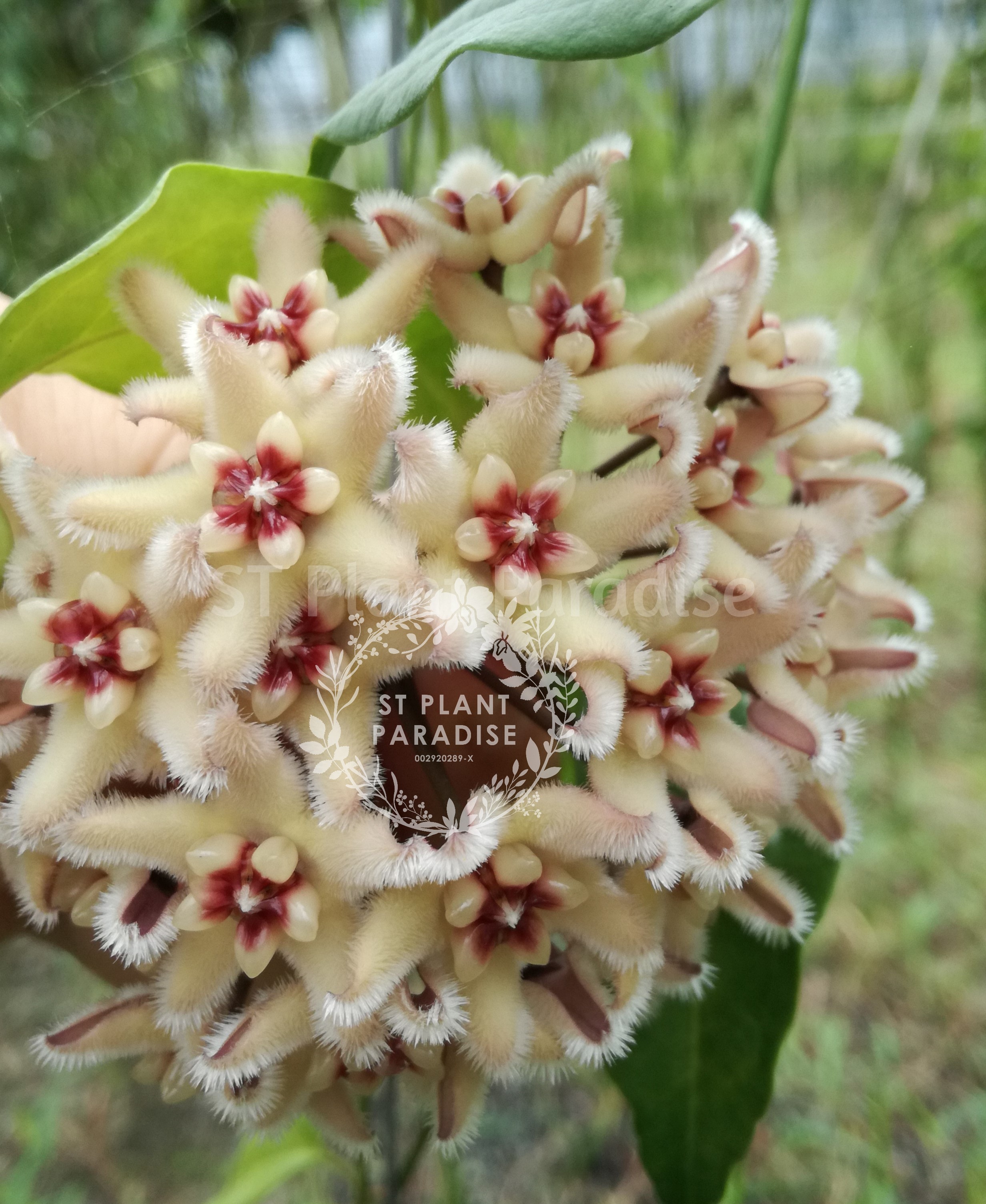 Hoya buotii (Big Plant)